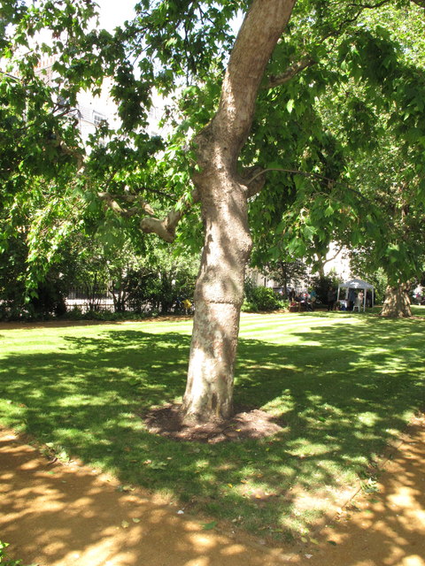 Weeping plane showing graft, Chester Square