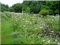 SO7844 : Cow parsley on Malvern Common by Philip Halling