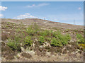 NH2816 : Trees on Coille Dearcag by Craig Wallace