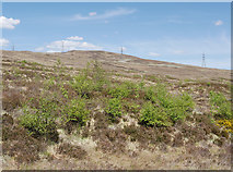  : Trees on Coille Dearcag by Craig Wallace