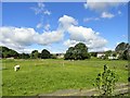 NZ1256 : Grazing fields beside the river at Blackhall Mill by Robert Graham