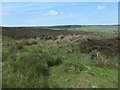 NZ7303 : Grouse moor, west of Hart Leap by Christine Johnstone