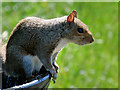 SD8203 : Grey Squirrel at Heaton Park by David Dixon