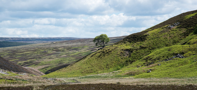 Lone tree on slope above Beldon Cleugh 2