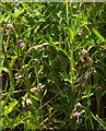 SX9066 : Bee orchids, Nightingale Park by Derek Harper