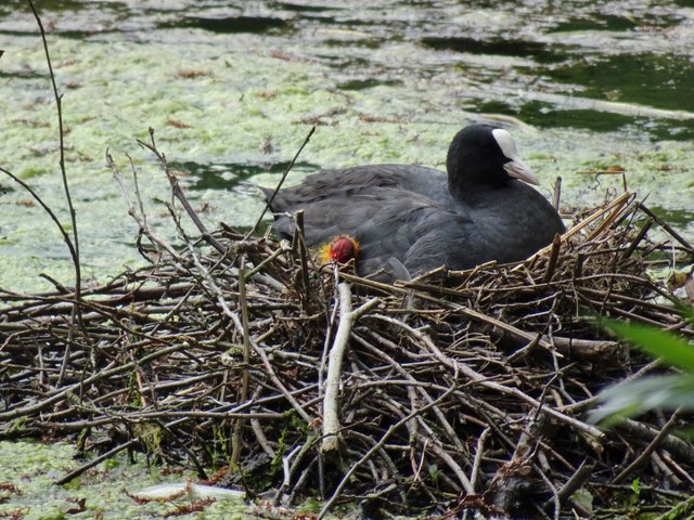 Coot Chick