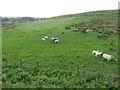 NY7048 : Sheep and lambs north of Gilderdale Burn by Christine Johnstone