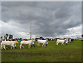 SJ7177 : The Grand Parade, Royal Cheshire County Show 2019 by Jeff Buck