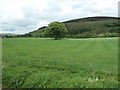 NY6851 : Tree in a field, near Thornhopeburn Bridge by Christine Johnstone