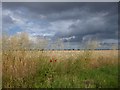 TQ8076 : Cornfield at St Mary Hoo by Marathon