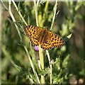 NH7957 : Dark Green Fritillary by valenta