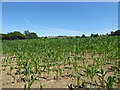 ST6737 : Maize field near Spargrove by Vieve Forward