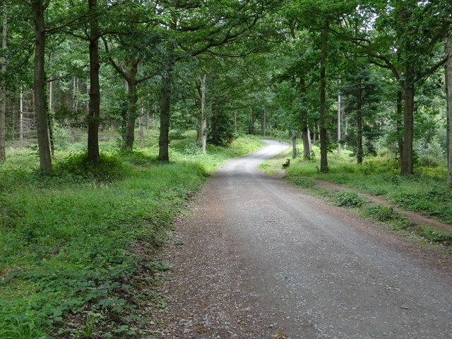 Road through Wyre Forest