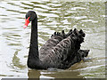 SO7104 : Black Swan at Slimbridge by David Dixon