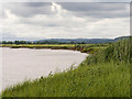 SO7205 : Severn Estuary near Slimbridge by David Dixon