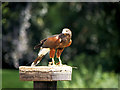 SO7023 : ICBP, Harris Hawk by David Dixon