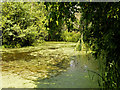 SO7024 : Small Lake at the International Centre for Birds of Prey by David Dixon