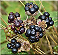 J3778 : Blackberries, Belfast harbour - August 2019(1) by Albert Bridge