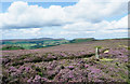 NZ5802 : Heather moorland with boundary stone by Trevor Littlewood