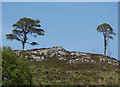 NH3539 : Scots Pine, Strathfarrar by Craig Wallace