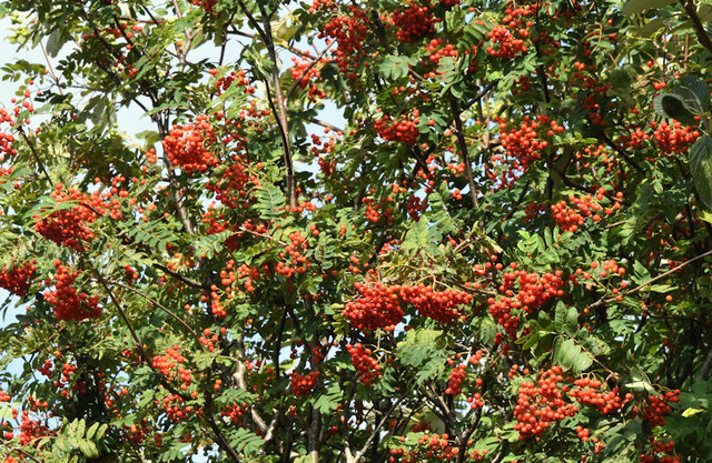 Rowan berries, Annadale, Belfast - August 2019(1)