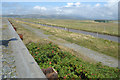 SN6090 : Rose Hips behind the Sea Wall by Des Blenkinsopp