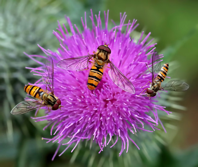 Hoverflies on a thistle head