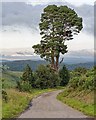 NC6703 : Scots Pine by the roadside by valenta