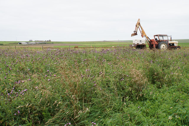 Tractor and thistles