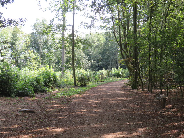 Footpath through woodland near Brighton