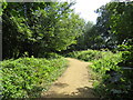 TQ3209 : Path through woodland, near Brighton by Malc McDonald