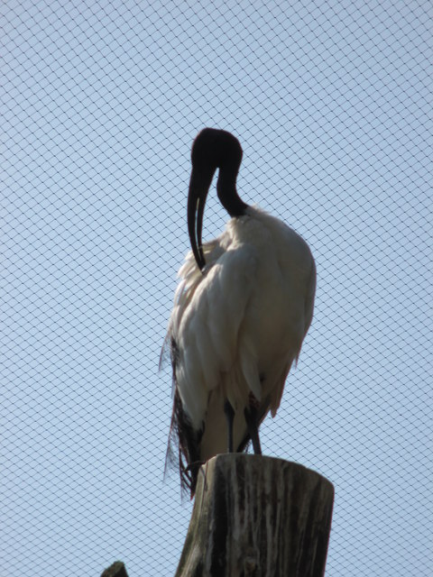 Black-headed Ibis preening at Birdworld nr. Farnham