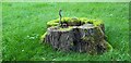 SE8383 : Tree Stump, Thornton-le-Dale by Christine Matthews