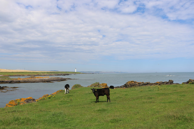 Black cattle grazing near Chapel Mill