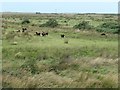 SH4459 : Sheep grazing east of Caernarfon Airport by Christine Johnstone