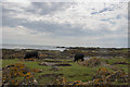 NO7355 : Black cattle grazing by Rashick Knap by Andrew Diack