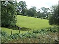 SH8931 : Sheep grazing on a hillside near Pentrepiod by Christine Johnstone