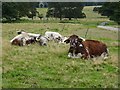 SJ9922 : Longhorn cattle by Philip Halling