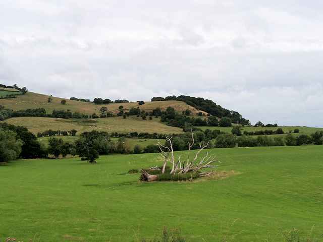 Fallen Tree near Dixton