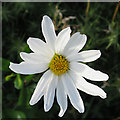 NJ4768 : Ox-Eye Daisy (Leucanthemum vulgare) by Anne Burgess