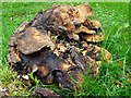 SO8844 : Fungi in Croome Park by Philip Halling