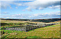 NY9833 : Wooden sheep pens by Trevor Littlewood