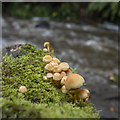 J4681 : Fungi, Crawfordsburn by Rossographer