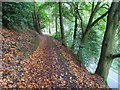 SO7642 : Footpath through beech trees by Philip Halling