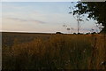 TM3863 : Wheat Fields next to Saxmundham Junction by Christopher Hilton