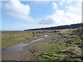 NO4727 : Cycle route on the salt marshes by Oliver Dixon