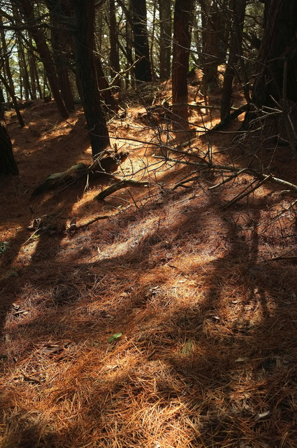 Pine needles, The Warren