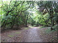 TQ3353 : Path through woodland near Godstone by Malc McDonald