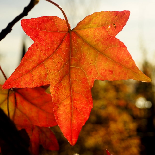 Liquidambar leaf