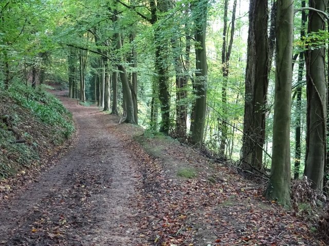 Woodland track